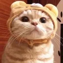cat_hat cat_hat