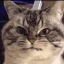 cat_angy cat_angy