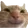 catsmile
