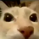 Huh Huh