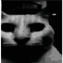 catDespair