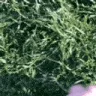 TOUCHGRASS