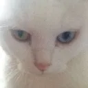 staring_cat