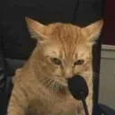 wouldcat