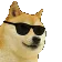 cool_doge