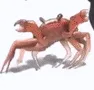 CrabRave