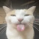 sillycat