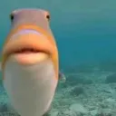 fishphyes