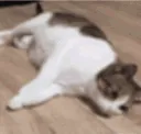 catfall catfall