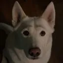 IndyBrows