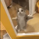 catdanceexcited