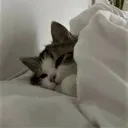 sleepycat