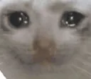 catcry catcry