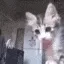 Yo