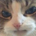 Discord Emote caturgh:
