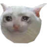 sad_cat sad_cat