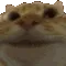 GAA_CatYes
