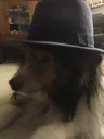 classydog