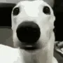 shivermetimbers