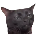 catstare