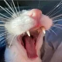 RAAAAAAAAA RAAAAAAAAA