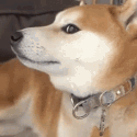 StrangeDoge Discord Emoji