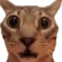 whar whar