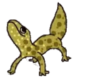 geckogroove