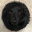 thisisthedog