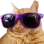 CoolCat CoolCat