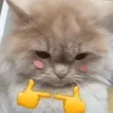 Cat_Shy