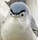 chedisbird
