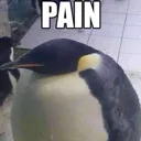Painguin
