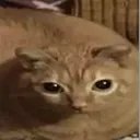 fatgarfield