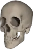 skull