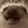 hedgenom