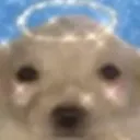 StupidFuckingAngelDog