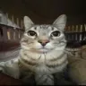 CMoonCat