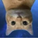 UpsidedownCat