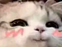 NekoEhe
