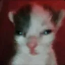 squintcat