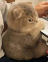 angwe_kitten Discord emoji
