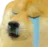 Sad Dog sad_dog Discord Emoji