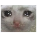 sad_cat sad_cat