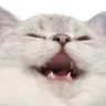catkek
