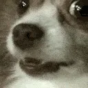 bark