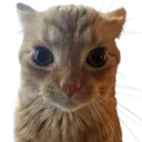 CatStare