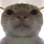 cat_stare