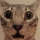 shock