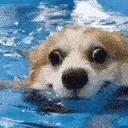 swimmin